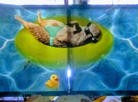 Panoramic Meerkat Print On Canvas