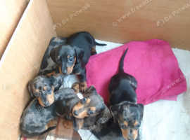 Kc registered dachshund puppies for sale best sale