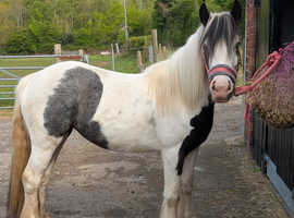 Pretty coloured mare