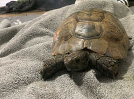 50+ year old male tortoise with setup