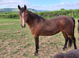 2yrs filly