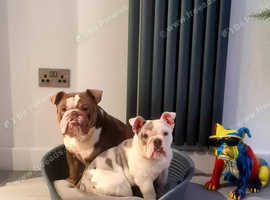 Male and Female English Bulldog