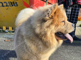 Female chow chow