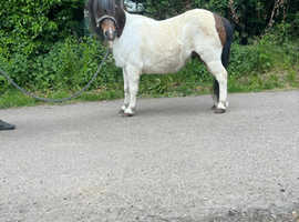 Shetland gelding