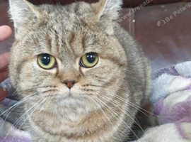 Beautiful GCCF Registered British Shorthair Girl