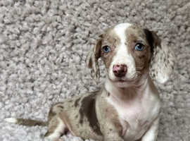 Stunning kc registered chocolate dapple piebald female