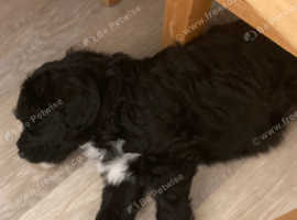 Portuguese water dog pups for sale
