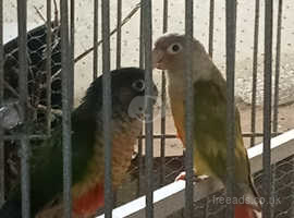 1 pair pineapple conure for sale!