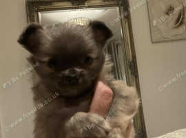 Beautiful little pomchi
