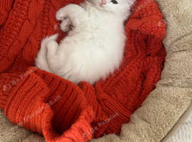 Ragdoll kittens