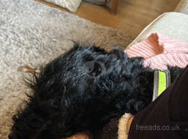 loving happy family home needed urgently for 11 month old black labradoodle