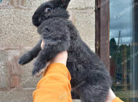 Male rabbits for hot sale sale near me