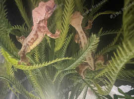 Crested gekkos, Lily Whites , one male one female