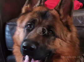 German Shepherd Male in Sunderland SR5 on Freeads Classifieds - German ...