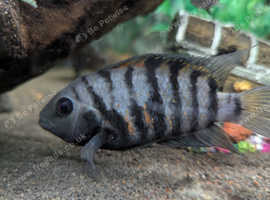 Convict Cichlids
