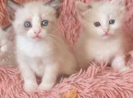 Snowshoe siamese kitten