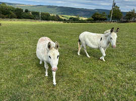 A lovely pair of MMDA jennies