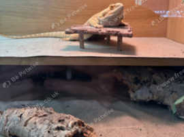 Bearded dragon 12 months old