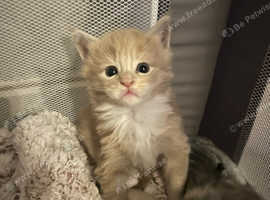 Maine Coon kitten for sale