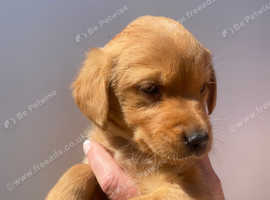 Labrador Retriever fox red puppies