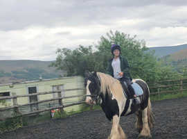 Looking for 14.2/15.2hh 13years + gelding any breed
