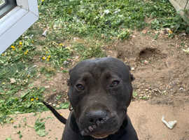 Mastiff x