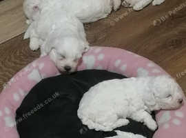 Puppy  bishon Maltese