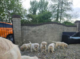 Beautiful Golden Retriever Puppies