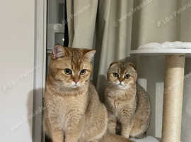 Brother and sister to sale together