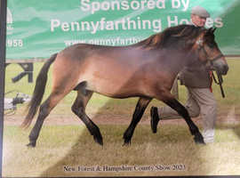 4yr old Exmoor Colt