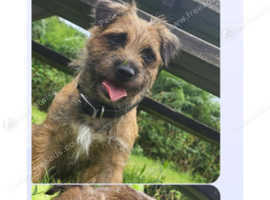 Border terrier bitch