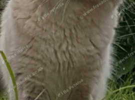 Ragdoll boy for sale
