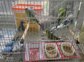 Baby budgies