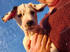 8 week old Dalmatian puppy. 1 boy 2 girls available.