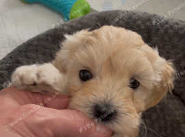 Stunning DNA Health Tested Maltipoo Puppies