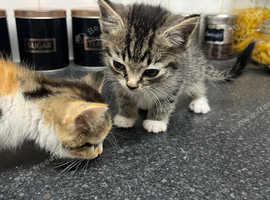 Siamese Kittens