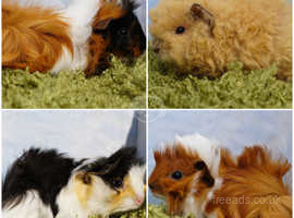 Young Long haired guinea pigs