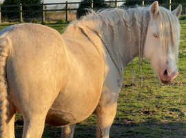 Cremello cob mare