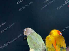 2 tame Conures for sale and set up