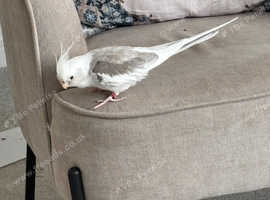 Cockatiel and love bird for sale.