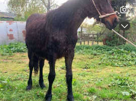 Cob colt