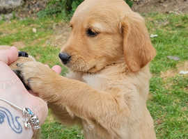 Beautiful chunky golden retrievers for sale
