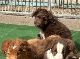 Gorgeous Colliedoole puppies for sale