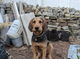 Otterhound for rehoming