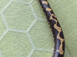 Kenyan sand boa with vivarium