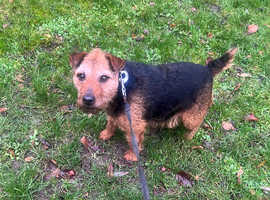Black and Tan Lakeland terrier bitch for sale