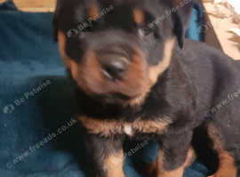 Rottweiler pups
