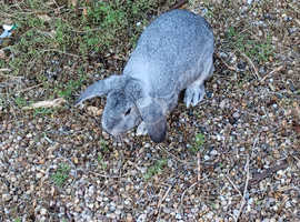 For sale  rehoming urgently female lop x rex rabbit and lionhead for sale PLEASE READ THE FULL DETAILS