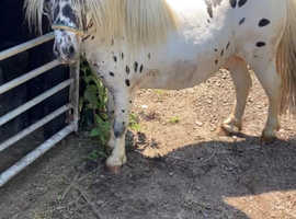 IMPHS spot stallion 9 year old proper special lad