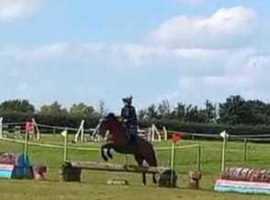 14.2hh, 9 year old mare